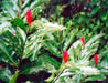 Photo7